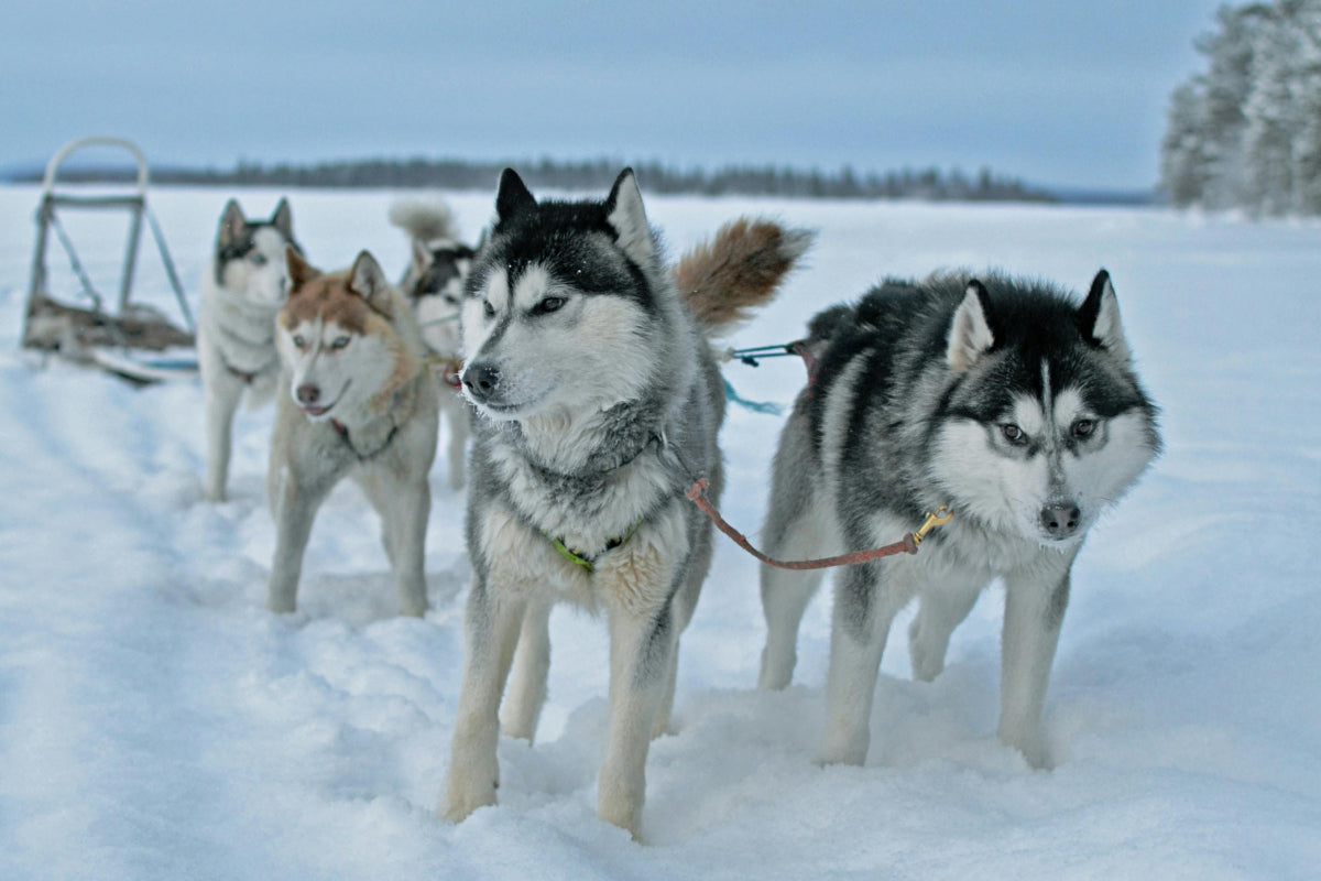 Séjour en Laponie : tout ce qu'il faut savoir pour un voyage réussi