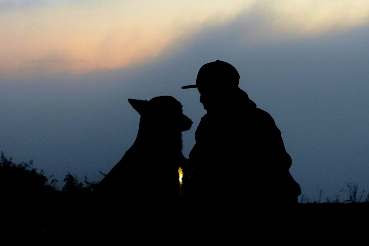 Les règles importantes pour voyager en avion avec son chien